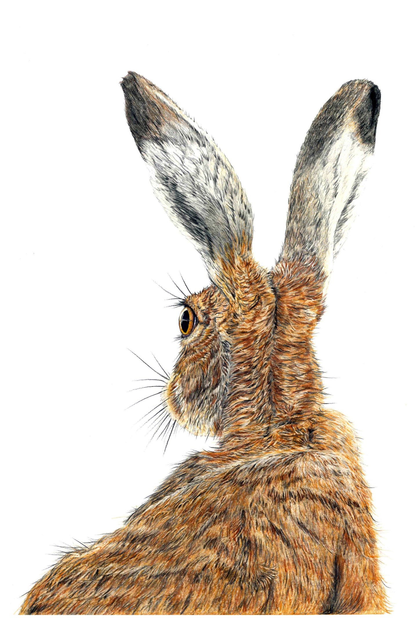 ‘I’m all Ears’ Hare print