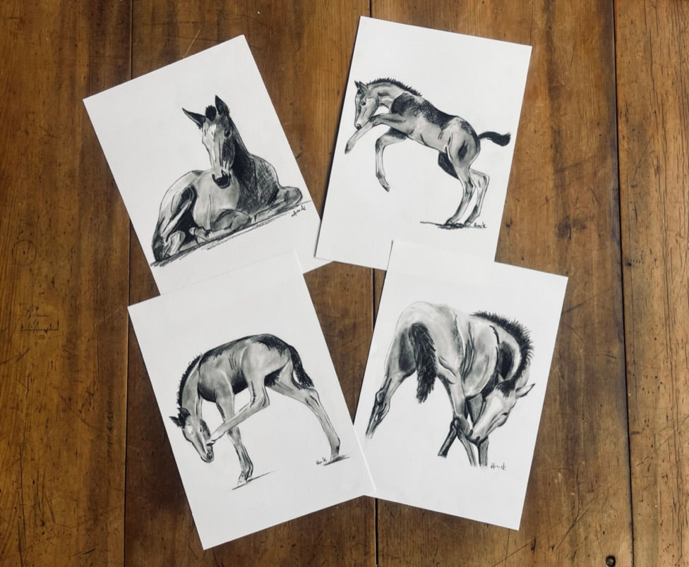 Foal Study Prints