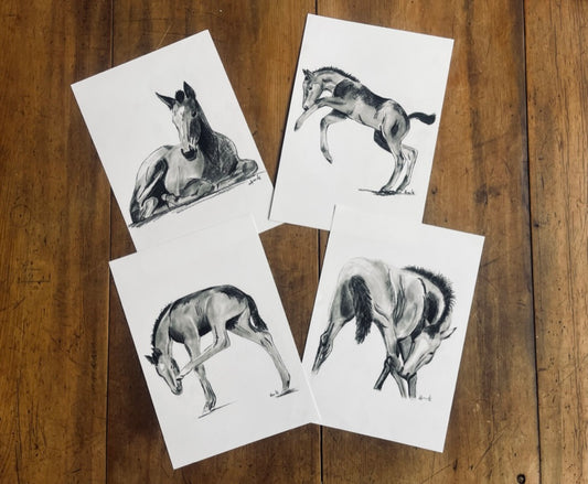 Foal Study Prints