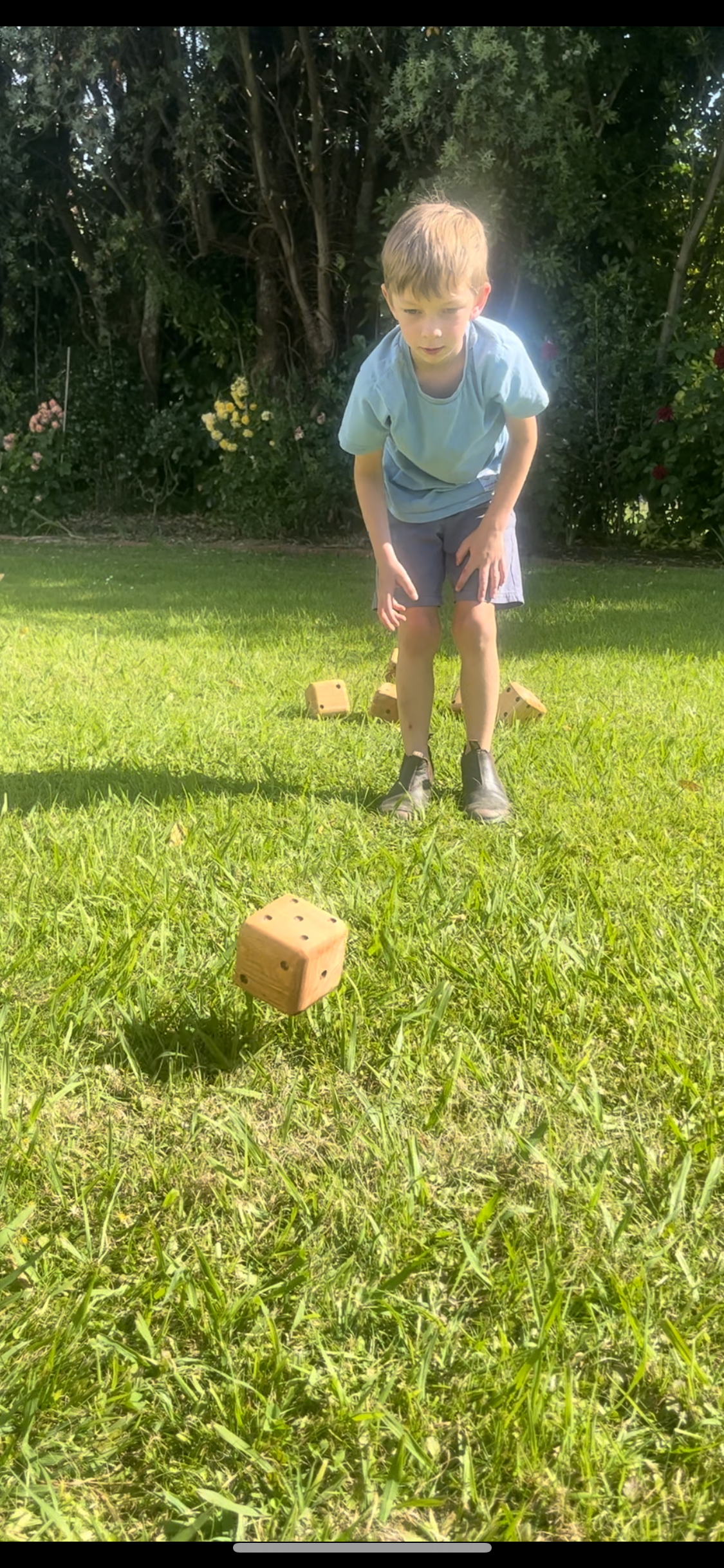 Macrocarpa 5 Dice Yard Game