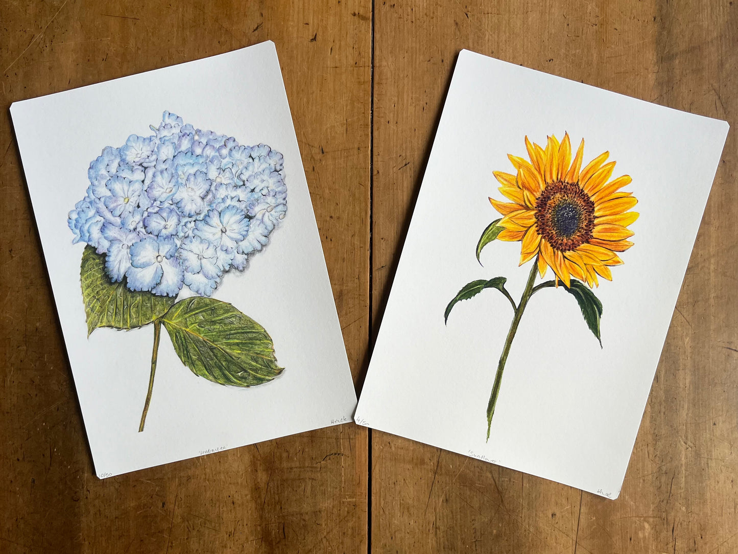 'Hydrangea' Print