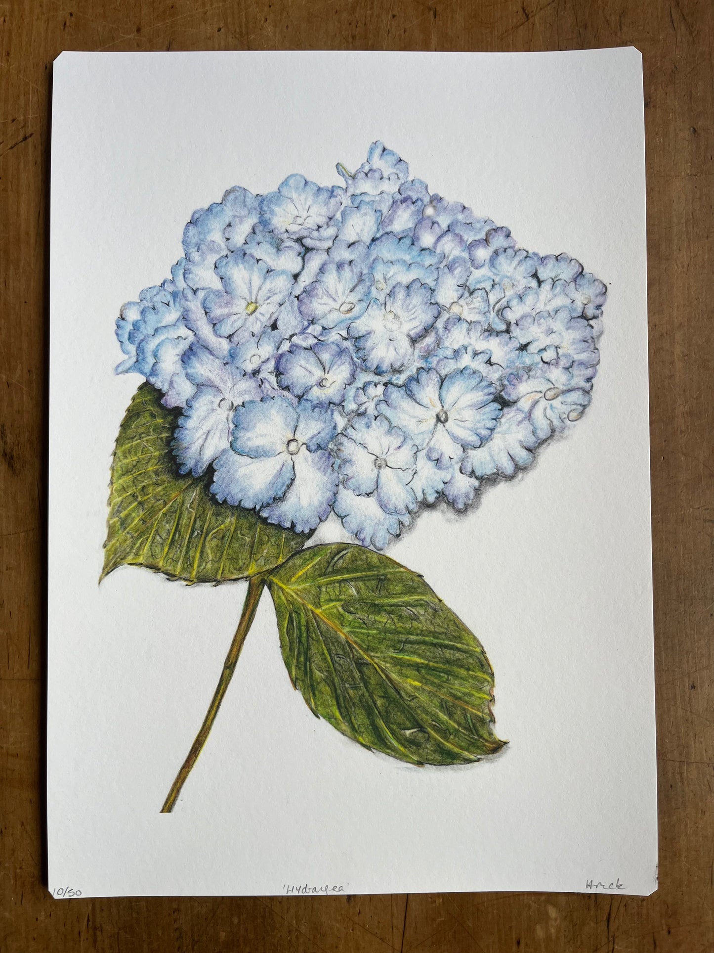 'Hydrangea' Print